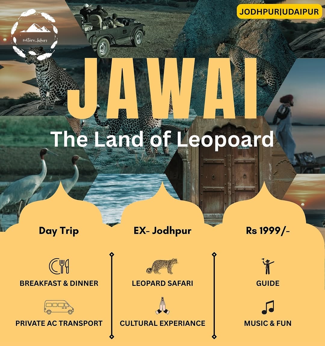 Jawai Leopard Safari